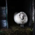 「強欲な羊」　美輪和音