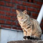 「泥棒猫ヒナコの事件簿　別れの夜には猫がいる」　永嶋恵美